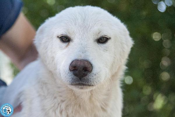 Attenzione! 6 Trudy, alto tasso di morbidezza in rifugio… Foto 4